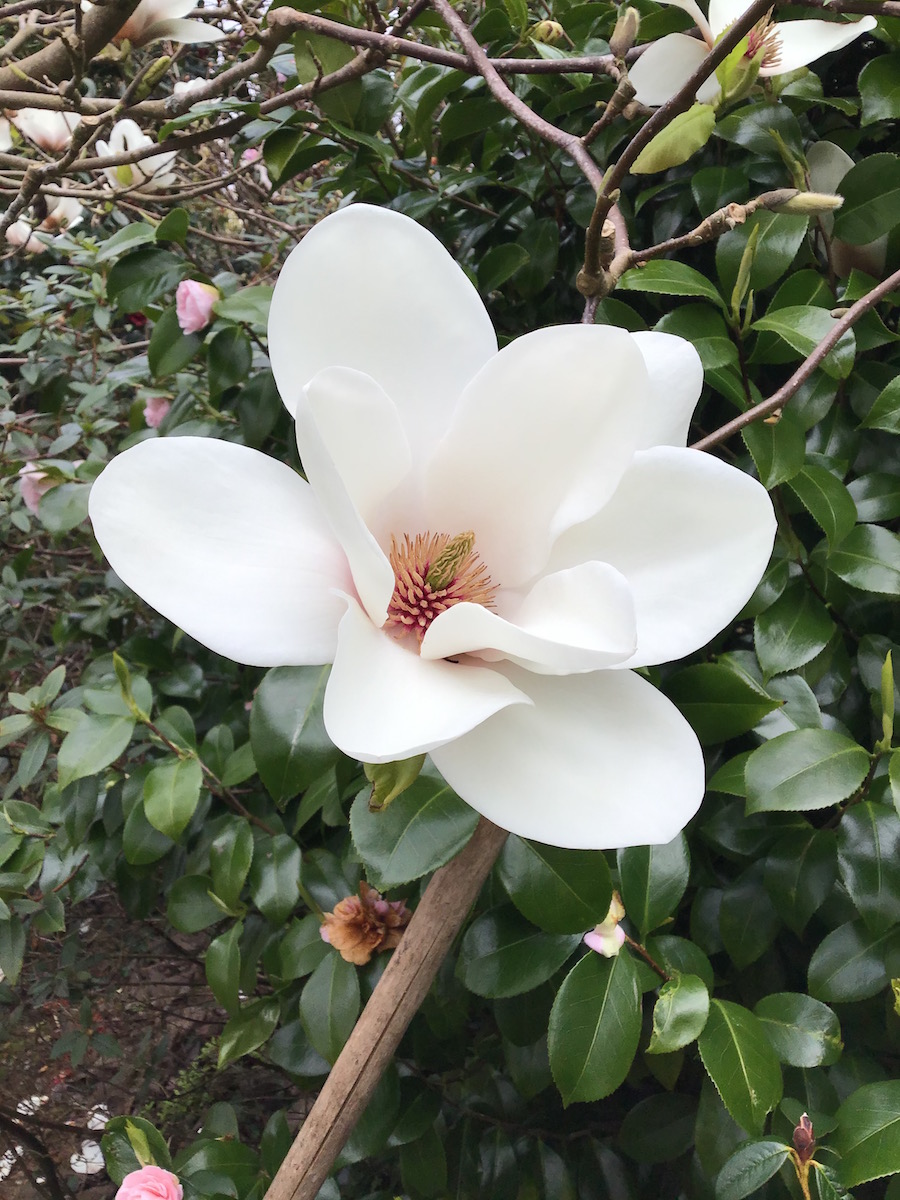 campbellii ssp mollicomata Sir Harold Hillier